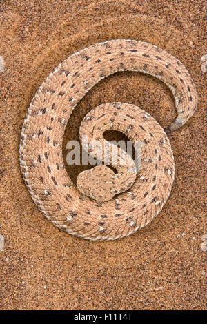 Peringueys Bitis peringueyi) Adder (le sable du désert du Namib, Namibie, Banque D'Images