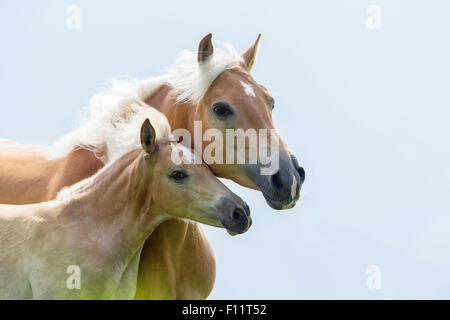 Portrait Cheval Haflinger jument poulain Italie Banque D'Images