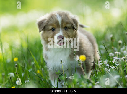 Puppy Australian Shepherd debout dans une prairie en fleurs Banque D'Images