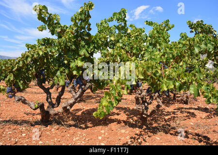 Les raisins mûrs purple sur les vignes dans un vignoble dans la vallée de Jalón, Alicante Provine, Espagne. Banque D'Images