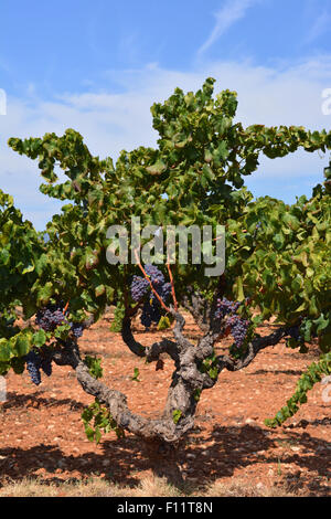 Grappes de raisin sur la vigne, vallée de Jalón, Province d'Alicante, Espagne Banque D'Images