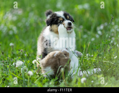 Deux chiots berger australien jouant meadow Banque D'Images