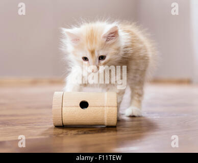 Chat norvégien chaton sur snack-roll, Banque D'Images