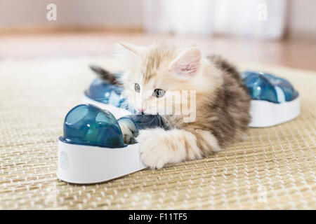 Chat norvégien chaton regardant une boule lumineuse jeu amusant (circuit de vitesse) Banque D'Images