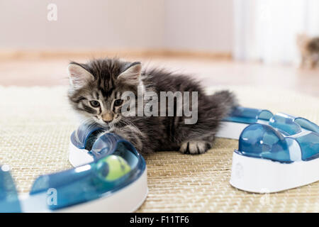 Chat norvégien chaton regardant une boule lumineuse jeu amusant (circuit de vitesse) Banque D'Images