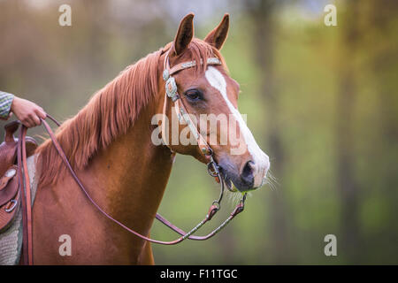 American Quarter Horse hongre sorrel Portrait tack Banque D'Images