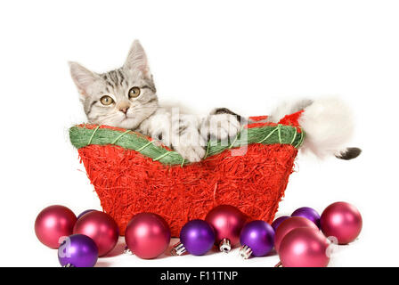 Chat domestique Tabby kitten panier à côté de Noël Studio Photo against white background Banque D'Images