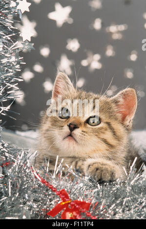 Britisch Shorthair Tabby kitten garland et étoiles d'argent Banque D'Images