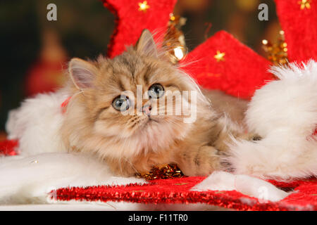 Chat persan chaton couché décoration de Noël Banque D'Images