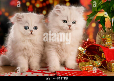 Persian cat. Paire de chatons d'argent assis dans la décoration de Noël Banque D'Images