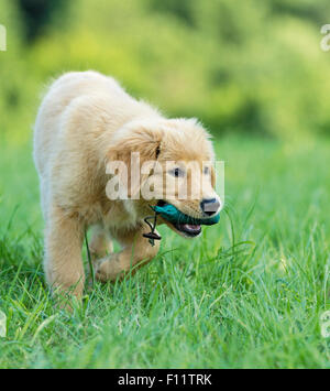 Chiot Golden Retriever de l'extraction dummy Banque D'Images