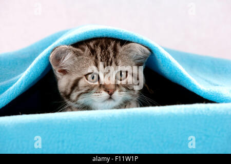 Chaton British Shorthair sous couverture bleue studio photo Banque D'Images