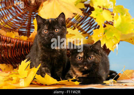 Deux chatons British Shorthair à côté de panier en osier, entourées de feuilles couleurs d'automne Banque D'Images