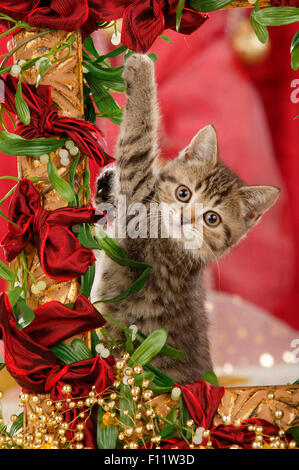 British Shorthair Kitten playing garland rubans rouges et gui Banque D'Images