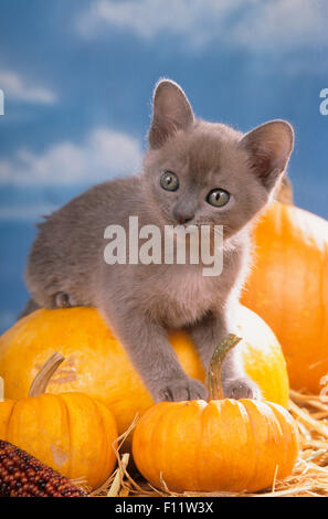 Chat birman. Chaton sur des citrouilles. Allemagne Banque D'Images