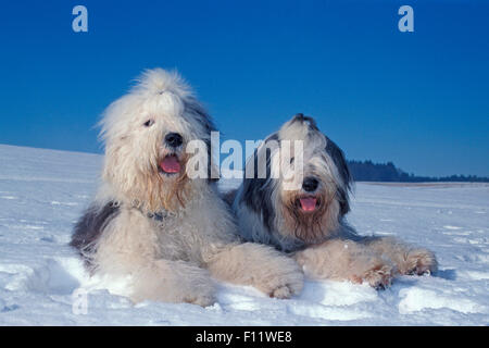 Old English Sheepdog neige couché deux adultes Banque D'Images