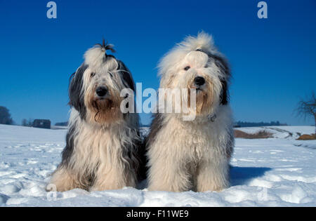 Old English Sheepdog Deux adultes assis snow Banque D'Images