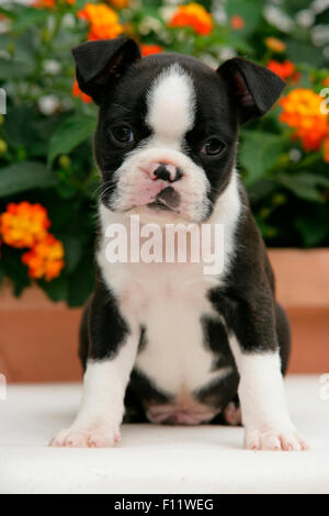 Boston Terrier .Puppy assis devant Lantanas fleuris Banque D'Images