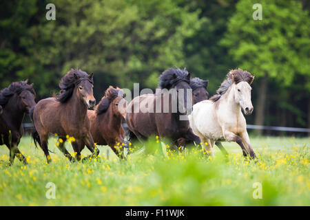 Troupeau de chevaux juments jeunes Islandic pâturage galopante Autriche Banque D'Images