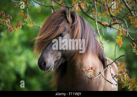 Portrait Cheval Islandic stallion Autriche Banque D'Images