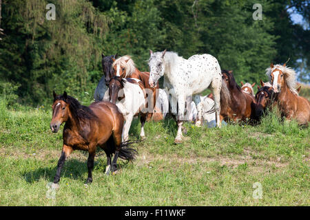 Troupeau de chevaux galopant Noriker adultes pâturage Autriche Banque D'Images