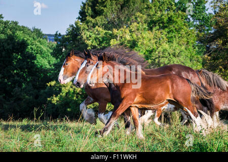 Shire Horse et Clydesdale deux juments et poulains galopant meadow Banque D'Images