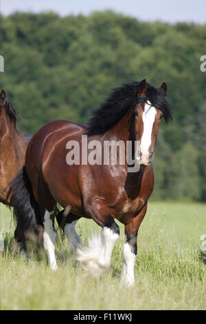Shire Horse Bay stallion walking pasture Banque D'Images