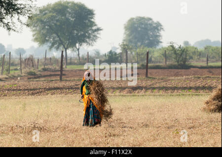 Sawai Madhopur, Rajasthan, Inde. Souriante jeune femme dans des vêtements colorés de la récolte de cultures avec une faucille. Banque D'Images