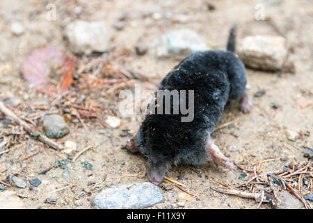 Taupe (Talpa europaea). Retrouvé mort après une longue période de sécheresse. Banque D'Images