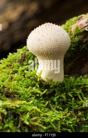 Vesse-de-commune, warted, Flaschen-Stäubling Flaschenstäubling, Vesse, Lycoperdon perlatum, Lycoperdon gemmatum Banque D'Images