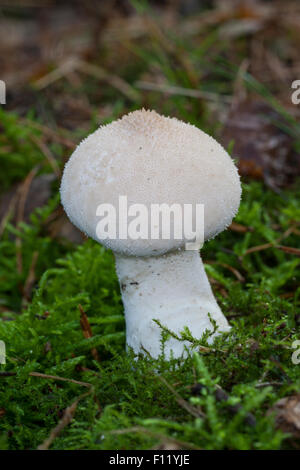 Vesse-de-commune, warted, Flaschen-Stäubling Flaschenstäubling, Vesse, Lycoperdon perlatum, Lycoperdon gemmatum Banque D'Images