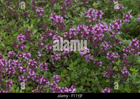 Alba le thym, le thym, le Frühblühender Thymian velues, Niedergestreckter Thymian, Thymus praecox, Arktische Unterart ssp. arcticus Banque D'Images