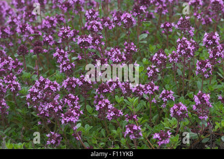 Alba le thym, le thym, le Frühblühender Thymian velues, Niedergestreckter Thymian, Thymus praecox, Arktische Unterart ssp. arcticus Banque D'Images