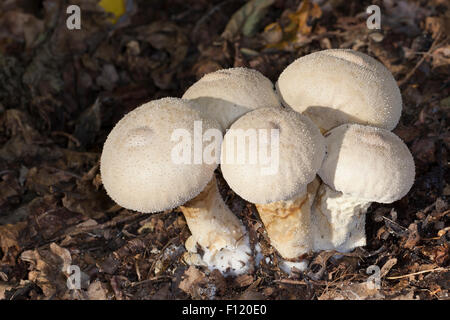 Vesse-de-commune, warted, Flaschen-Stäubling Flaschenstäubling, Vesse, Lycoperdon perlatum, Lycoperdon gemmatum Banque D'Images