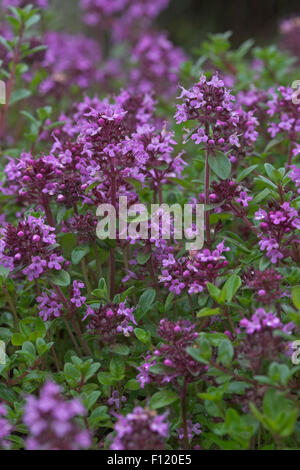 Alba le thym, le thym, le Frühblühender Thymian velues, Niedergestreckter Thymian, Thymus praecox, Arktische Unterart ssp. arcticus Banque D'Images