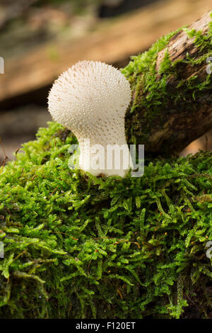 Vesse-de-commune, warted, Flaschen-Stäubling Flaschenstäubling, Vesse, Lycoperdon perlatum, Lycoperdon gemmatum Banque D'Images