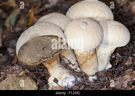 Vesse-de-commune, warted, Flaschen-Stäubling Flaschenstäubling, Vesse, Lycoperdon perlatum, Lycoperdon gemmatum Banque D'Images