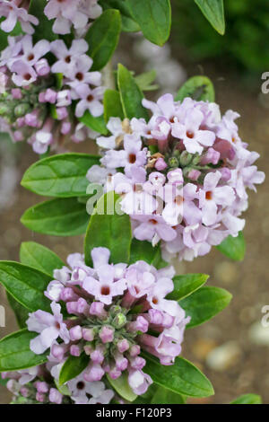 Jolie Syringa vulgaris lilas commun dans les jardins clos de Holkham Hall, Holkham, Norfolk, Angleterre, Royaume-Uni Banque D'Images