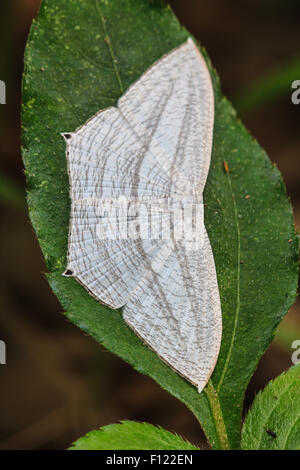 Close up de lépidoptère papillon de nuit,insectes,belle Banque D'Images