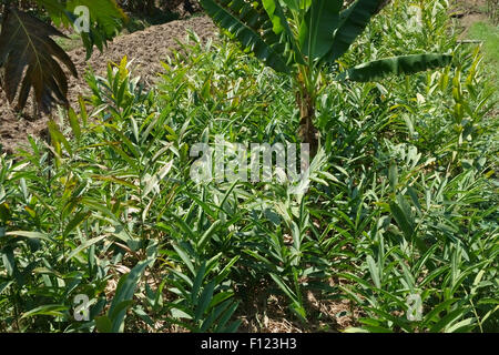 Gingembre racine intercalé avec bananiers et de papaye soulevées lits de légumes avec les canaux d'irrigation sur Koh Kret, Bangkok, Tha Banque D'Images