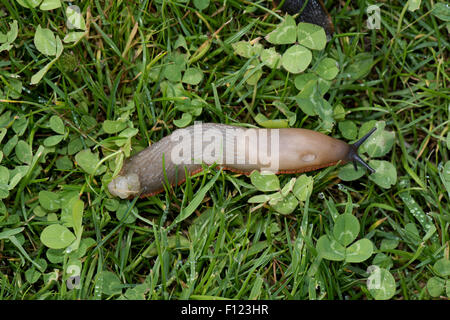La variation de couleur beige gris clair d'une limace espagnol, Arion vulgaris, sur l'herbe, Berkshire, Août Banque D'Images