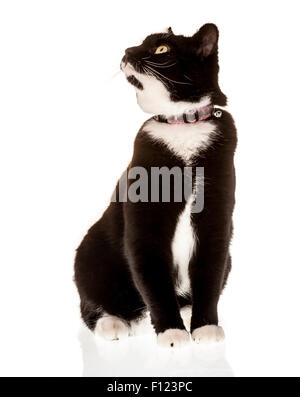 Noir et blanc intérieur aux cheveux courts assise, regardant vers le haut. Banque D'Images