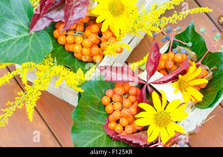 Automne multicolore composition plantes et fleurs Banque D'Images