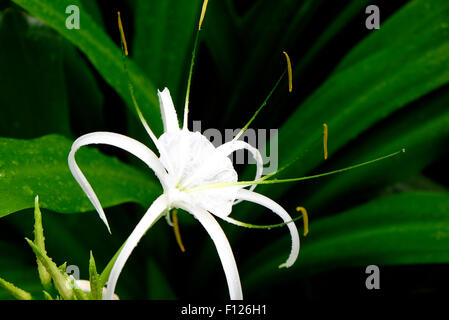 White spider lily flower growing in garden Banque D'Images