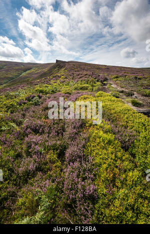 Le ver des pierres près de Hyde dans le Derbyshire. Pierre meulière rocheux entre blooming heather sur les Maures. Banque D'Images