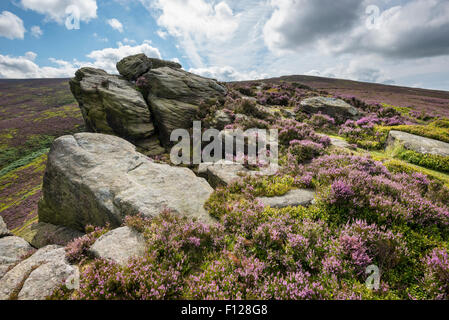 Le ver des pierres près de Hyde dans le Derbyshire. Pierre meulière rocheux entre blooming heather sur les Maures. Banque D'Images