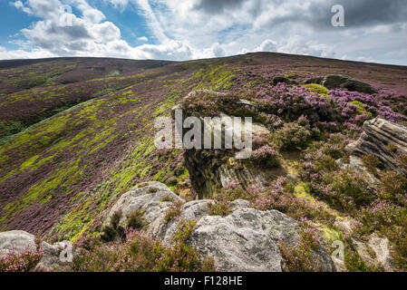 Le ver des pierres près de Hyde dans le Derbyshire. Pierre meulière rocheux entre blooming heather sur les Maures. Banque D'Images