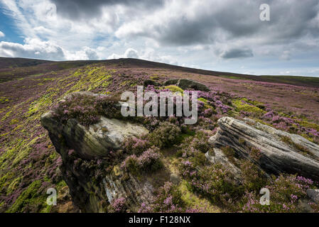 Le ver des pierres près de Hyde dans le Derbyshire. Pierre meulière rocheux entre blooming heather sur les Maures. Banque D'Images