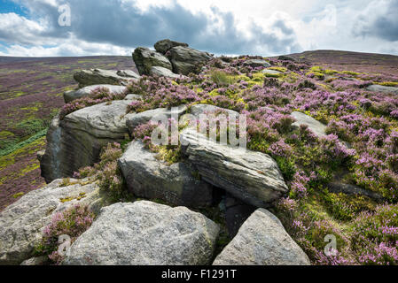 Les roches de la pierre meulière appelé ver des pierres près de Hyde dans le Derbyshire. Heather fleurs entre les rochers. Banque D'Images