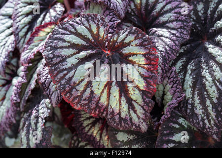 Begonia 'fireworks' quitte Banque D'Images